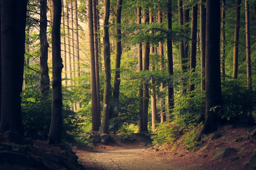 Sonniger Waldweg zwischen hohen Bäumen